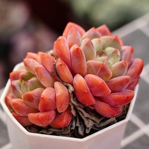 May include: A vibrant succulent plant with fleshy, reddish-orange leaves arranged in a rosette shape. The plant is potted in a white hexagonal container, showcasing its colorful foliage. The background is blurred, highlighting the plant's details.