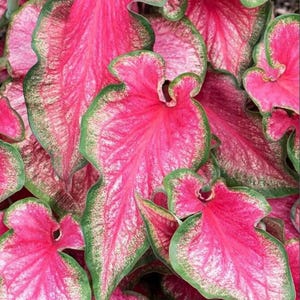 6 bulbos de caladio Lava Glow, tubérculos de caladio rosa y verde, oreja de elefante de hojas vistosas, planta de jardín de sombra, follaje tropical.