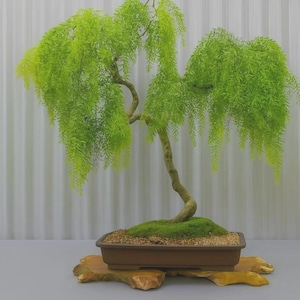 Pode incluir: Uma árvore bonsai com folhagem verde vibrante e pendurada. O tronco da árvore é marrom claro e está plantado em um vaso retangular marrom cheio de terra e musgo. O vaso repousa sobre uma base de madeira.