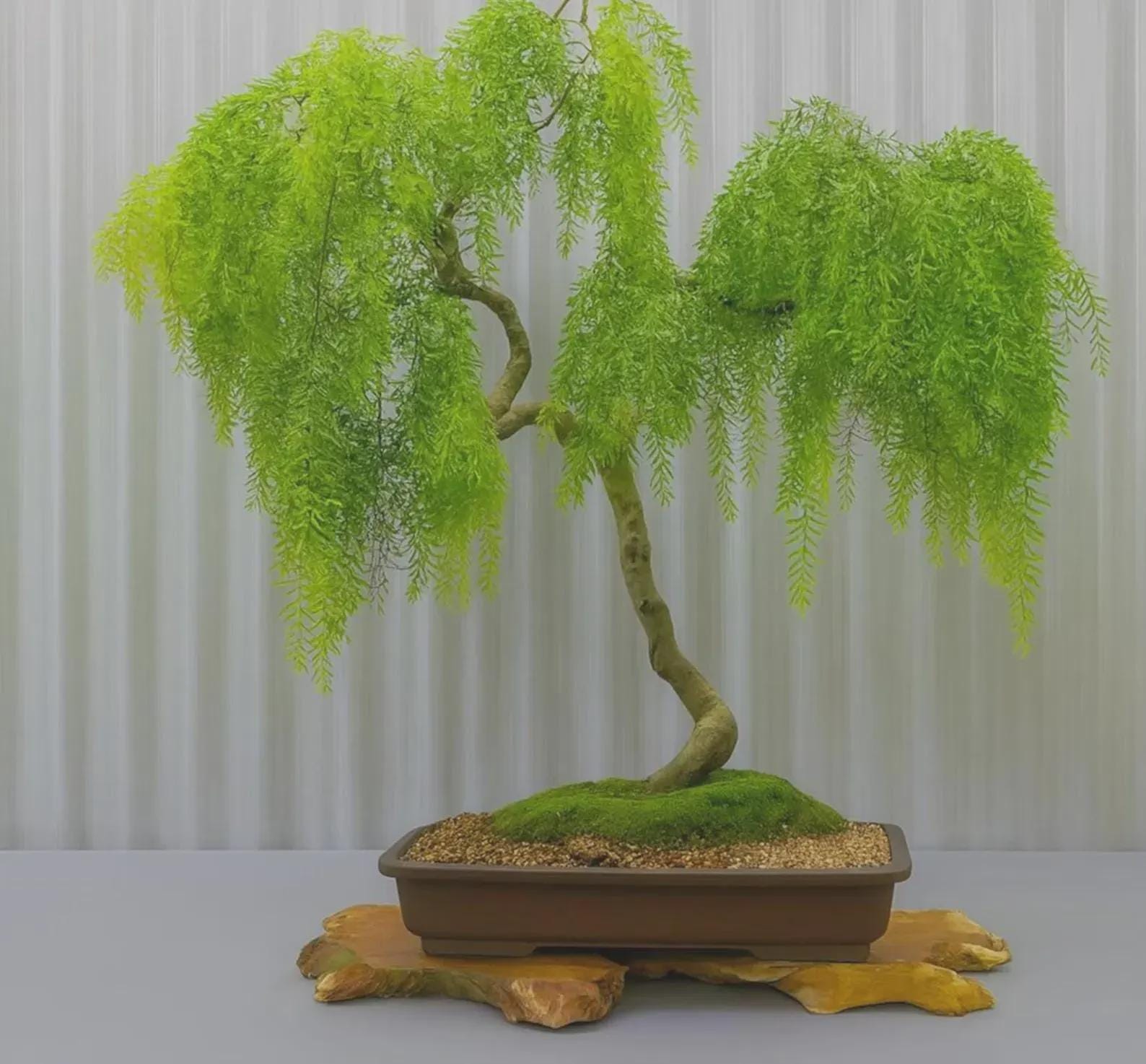 Dwarf weeping willow - Etsy Italia