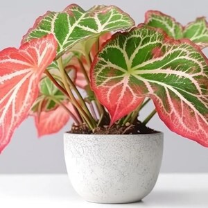 6 Pink Sky Caladium Bulbs, Pink Green Fancy Leaf Tubers, Elephant Ear Plant, Shade Garden Foliage, Indoor Outdoor Tropical Plant