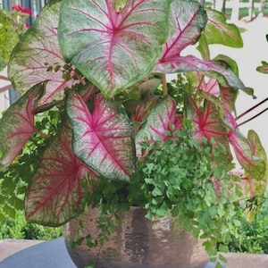 Op de afbeelding: Een Caladium plant in een metallic gouden pot, met grote, hartvormige bladeren in groen en roze tinten en rode aderen. De pot bevat ook kleine groene planten aan de basis.