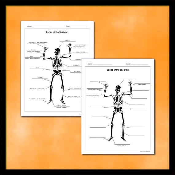 Bones of the Skeleton - Learn the Names of Bones- Grades 5-8