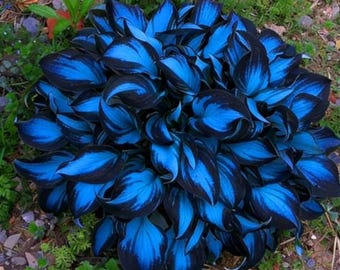 ホスタ 裸根多年草 – 6パック シェードガーデンのお気に入り