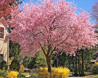 Japanese Sakura Cherry Blossom Tree Seeds | Prunus sargentii