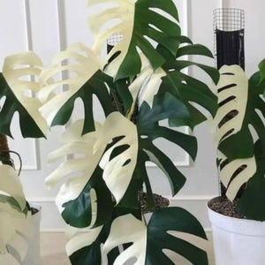 philodendron pink princess uk Philodendron 'Pink Princess': Stunning Variegated Houseplant main image 1