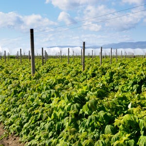 May include: A vibrant field of green raspberry plants, with rows of wooden posts and overhead wires. White greenhouses are visible in the background under a blue sky with scattered clouds. The plants are lush and healthy.