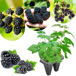 Peut inclure: Un collage d'images pr&eacute;sentant des m&ucirc;res. Les images comprennent des gros plans de m&ucirc;res m&ucirc;res, violet fonc&eacute;, sur la vigne, dans une main et en grappe. Une plante de m&ucirc;res avec des feuilles vertes dans un r&eacute;cipient noir est &eacute;galement montr&eacute;e.
