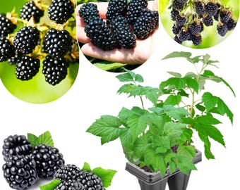 2 Navaho Thornless Blackberry Plants, 4–8” Tall, Blackberry Bushes