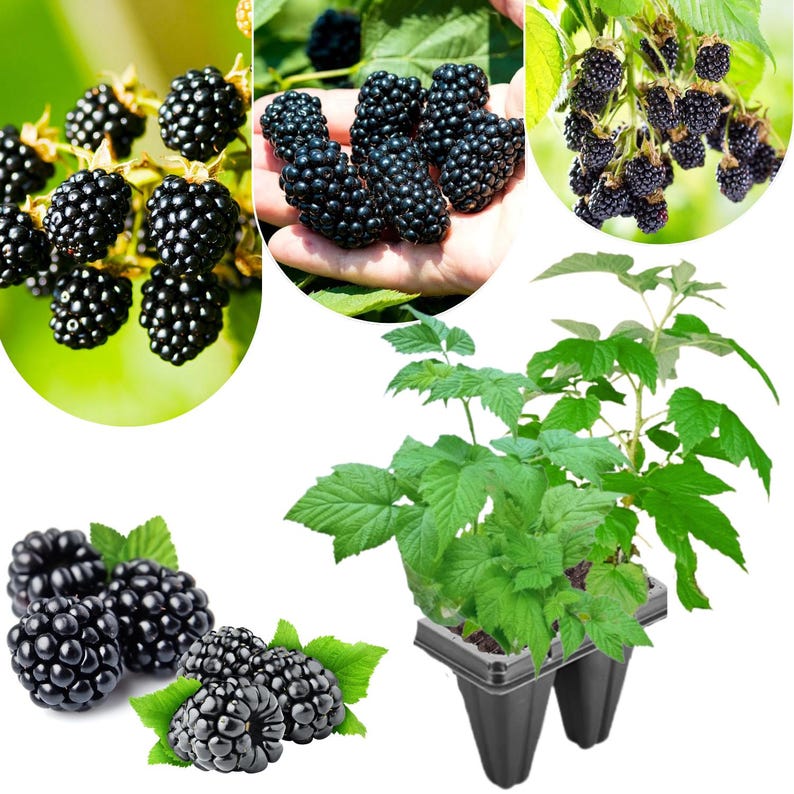 Peut inclure: Un collage d'images pr&eacute;sentant des m&ucirc;res. Les images comprennent des gros plans de m&ucirc;res m&ucirc;res, violet fonc&eacute;, sur la vigne, dans une main et en grappe. Une plante de m&ucirc;res avec des feuilles vertes dans un r&eacute;cipient noir est &eacute;galement montr&eacute;e.
