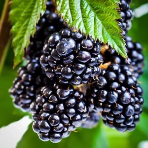 K&ouml;nnte beinhalten: Nahaufnahme einer Traube reifer Brombeeren, die ihre tiefdunkelviolette Farbe und strukturierte Oberfl&auml;che zeigen. Gr&uuml;ne Bl&auml;tter bilden einen kontrastierenden Hintergrund und unterstreichen die Frische der Beeren. Das Bild f&auml;ngt die Details der Frucht ein.