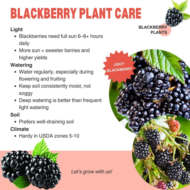 May include: An informational graphic about blackberry plant care. The image features text on light, watering, soil, and climate requirements. Clusters of ripe, juicy blackberries are shown, along with the text "Juicy Blackberry" and "Let's grow with us!"