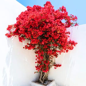 May include: A vibrant red bougainvillea plant cascades down a white wall, its bright blooms contrasting with the clear blue sky. The plant's woody trunk and branches are visible, adding texture to the scene. The plant is in a white square planter.