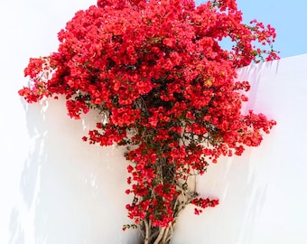 May include: A vibrant red bougainvillea plant cascades down a white wall, its bright blooms contrasting with the clear blue sky. The plant's woody trunk and branches are visible, adding texture to the scene. The plant is in a white square planter.