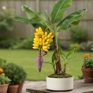 May include: A small banana plant in a white ceramic pot. The plant has large green leaves, a cluster of yellow bananas, and a purple flower. The pot sits on a wooden surface, with a blurred green background of a garden.