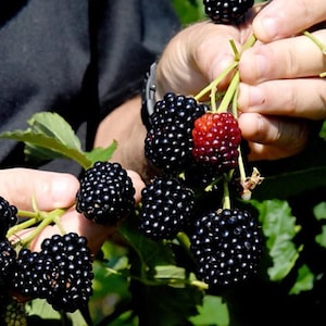 May include: Close-up of freshly picked blackberries, showcasing their deep black color and plump texture. A few green leaves and a single red berry are also visible. The berries are held in a person's hands, suggesting a harvest or a display of fresh produce.