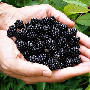 May include: A close-up of hands holding a generous amount of ripe blackberries. The berries are a deep, glossy black, with a slightly bumpy texture. Green leaves are visible in the background, suggesting a natural, outdoor setting.