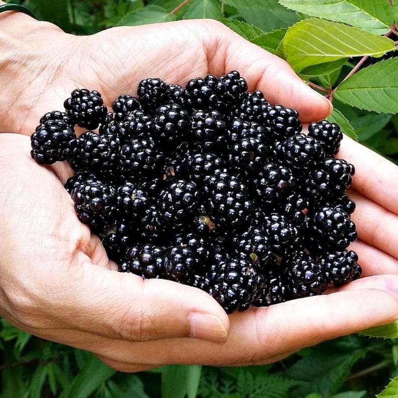 May include: A close-up of hands holding a generous amount of ripe blackberries. The berries are a deep, glossy black, with a slightly bumpy texture. Green leaves are visible in the background, suggesting a natural, outdoor setting.