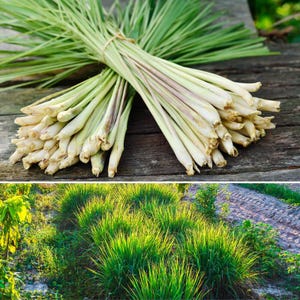 May include: Two bundles of fresh lemongrass tied with twine, with long green leaves and pale stalks. The image also shows a field of lemongrass, with rows of green plants under sunlight.