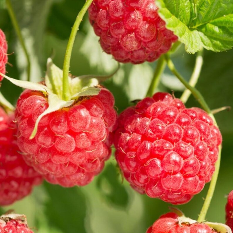 Red Raspberry Stem 2 Caroline Raspberry Plants Live, Sweet Red Raspberry Bush, 4-8