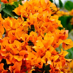 May include: Close-up of vibrant orange bougainvillea flowers in full bloom. The flowers have a delicate, papery texture and are clustered together, creating a dense and colorful display. Green leaves provide a contrasting backdrop.
