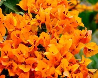 2 Sundown Bougainvillea Plants Live, 4-8” Tall Flowering Bougainvillea Vines, No Pot