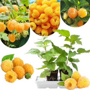 May include: A collage of images showcasing golden raspberries. The images include close-ups of the berries, clusters on the vine, and a small plant in a white tray. The raspberries are a vibrant yellow-orange color, with green leaves and stems.