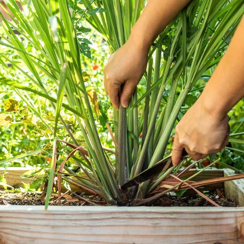 May include: A person cutting lemongrass stalks with a knife in a wooden planter box. The lemongrass has green and purple stalks and is surrounded by other green plants. The background is a garden setting.