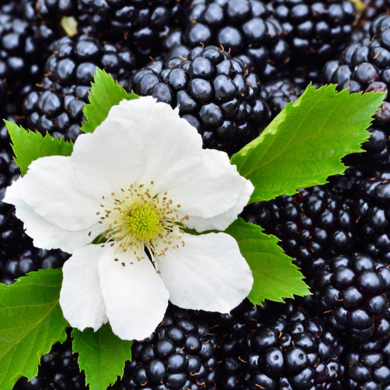 May include: Close-up of fresh blackberries with a white flower and green leaves. The ripe blackberries are a deep, glossy black, and the flower has delicate white petals and a yellow center. The leaves are a vibrant green.