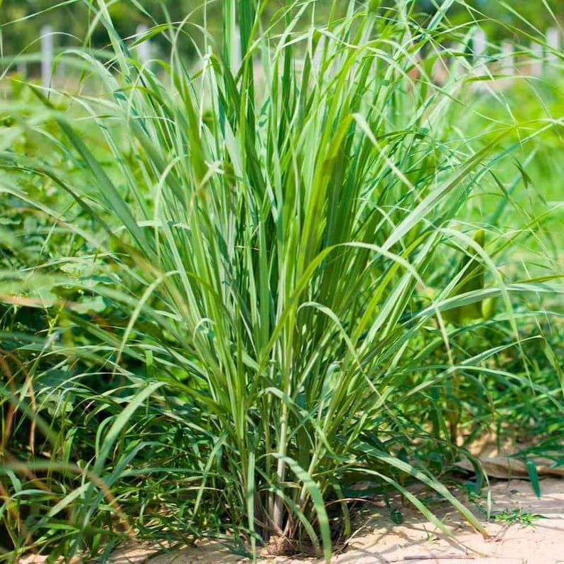 May include: A close-up of a vibrant green lemongrass plant. The plant has long, slender leaves that arch gracefully. The image is taken outdoors, with a blurred background of other greenery and a hint of sunlight.