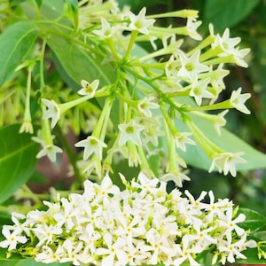 Peut inclure: Gros plan sur une grappe de fleurs blanches en forme d'étoile avec des centres jaunes. Les fleurs sont sur des tiges vertes avec des feuilles vertes. L'image est bien éclairée, montrant les détails des fleurs et du feuillage. Les fleurs sont en pleine floraison.