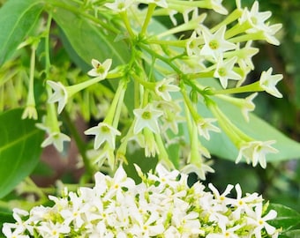 Set of 3 Night Blooming Jasmine Plants Live, 4-6" Tall, Fragrant Flowering Shrub