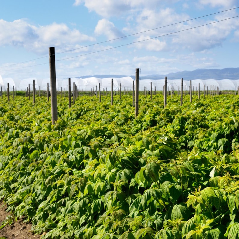 K&ouml;nnte beinhalten: Ein Feld mit gr&uuml;nen Himbeerpflanzen, mit Reihen von Holzpfosten und Oberleitungen. Wei&szlig;e Gew&auml;chsh&auml;user sind im Hintergrund unter einem blauen Himmel mit vereinzelten Wolken zu sehen. Die Pflanzen sind &uuml;ppig und gesund.