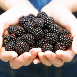 May include: A close-up of a handful of fresh, ripe blackberries. The berries are a deep, rich black color with a slightly bumpy texture. Some berries have a touch of red. The blackberries are held in cupped hands.