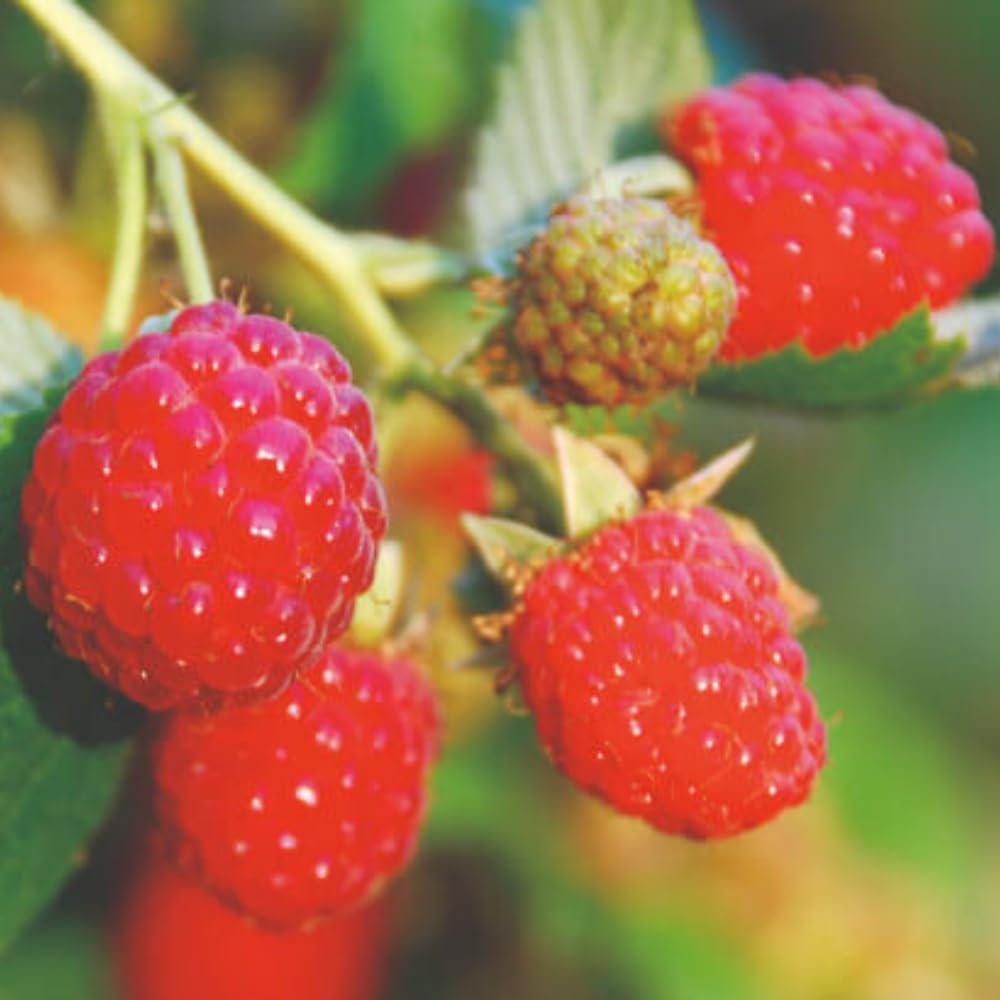 2 Caroline Raspberry Plants Live, Sweet Red Raspberry Bush, 4-8