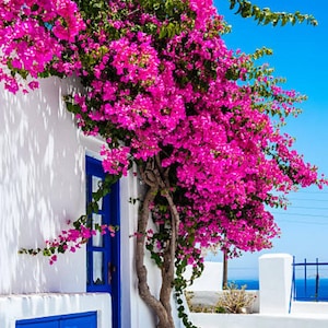 May include: A vibrant image of a white building with a bright blue door and trim, adorned with a cascade of vivid pink bougainvillea flowers. The scene is set against a clear blue sky, evoking a Mediterranean aesthetic.