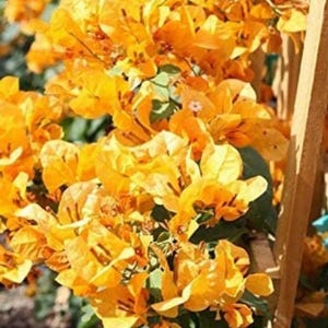 Peut inclure: Gros plan sur une abondance de fleurs de bougainvilliers orange et jaune. Les fleurs sont densément regroupées, créant un aspect dense et texturé. Des feuilles vertes sont parsemées, avec une structure de support en bois en arrière-plan.