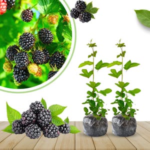 May include: Image of fresh blackberries and blackberry plants. The ripe blackberries are a deep, shiny black, with some green and red berries visible. Two young blackberry plants are in pots, ready for planting. Green leaves and a wooden surface complete the image.