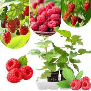 May include: A collage of images showcasing fresh red raspberries. Some images feature the berries on the vine, while others show them in a basket or close-up. The vibrant green leaves and the bright red berries create a visually appealing display.