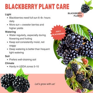 Peut inclure: Infographie sur l'entretien des plants de m&ucirc;res. Le texte d&eacute;taille les besoins en lumi&egrave;re, en arrosage, en sol et en climat. L'image pr&eacute;sente des grappes de m&ucirc;res m&ucirc;res et juteuses, avec le texte "Juicy Blackberry" et "Let's grow with us!"