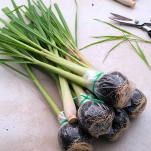 May include: Bundles of lemongrass with green leaves and pale green stalks. The roots are wrapped in black soil and clear plastic, secured with green ties. A pair of scissors rests in the background.