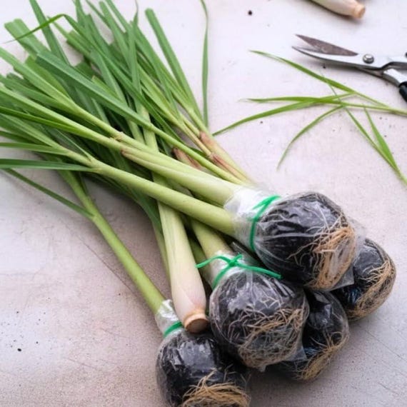 Live Lemongrass Stalks 5-9” Tall, Hardy Culinary Herb Plants for Outdoor Growing