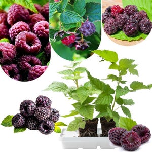Peut inclure: Un collage d'images présentant des framboises noires. Les images comprennent des gros plans de baies mûres, violet foncé, une plante avec des feuilles vertes et des baies en développement, et un plateau de jeunes plants. Les baies sont d'une couleur riche et profonde.