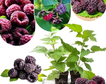 May include: A collage of images showcasing black raspberries. The images include close-ups of ripe, dark purple berries, a plant with green leaves and developing berries, and a tray of young plants. The berries are a deep, rich color.