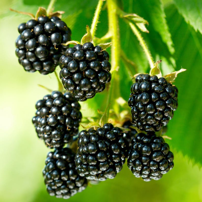 K&ouml;nnte beinhalten: Nahaufnahme einer Traube reifer Brombeeren, die ihre tiefschwarze Farbe und gl&auml;nzende Textur zeigen. Die Beeren sind an gr&uuml;nen Stielen mit Bl&auml;ttern befestigt, was ein nat&uuml;rliches und frisches Aussehen erzeugt. Das Bild hebt die Details der Frucht hervor.