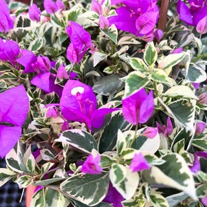 May include: Close-up of a bougainvillea plant with vibrant purple flowers and variegated green and white leaves. The image showcases the plant's lush foliage and bright blooms, highlighting its ornamental appeal.