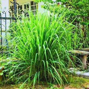 May include: A vibrant, lush green lemongrass plant with long, slender leaves. The plant is densely packed, creating a full, bushy appearance. The image is taken outdoors, with a blurred background of a fence and foliage.