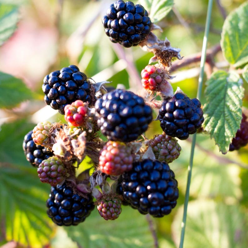 May include: Close-up of a blackberry bush with ripe, dark purple berries. Some berries are still developing, showing red and green hues. The image captures the detail of the fruit and leaves.
