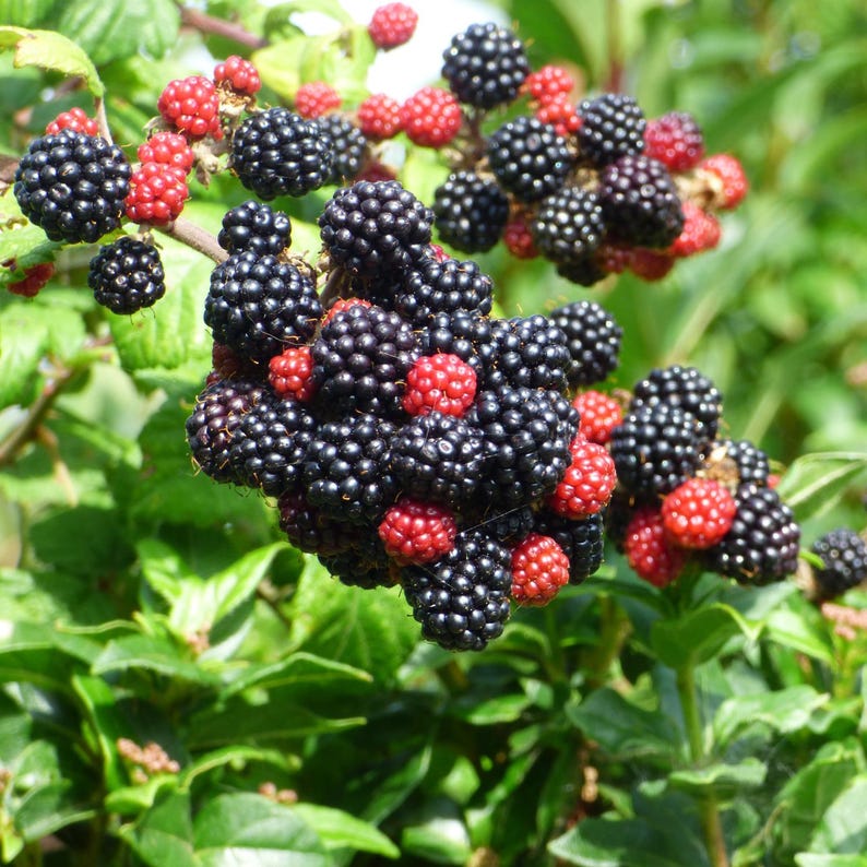 May include: Close-up of a blackberry bush with clusters of ripe, black blackberries and some unripe, red berries. The berries are surrounded by green leaves and branches, creating a natural, organic scene.