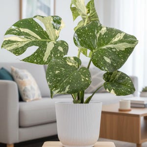 Peut inclure: Une plante Monstera panachée dans un pot blanc à rainures. Les grandes feuilles vertes sont tachetées de blanc et de crème. L'arrière-plan montre un canapé gris et une table basse en bois.